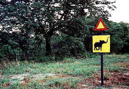 elephant crossing