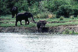 Elephants at the water's edge.